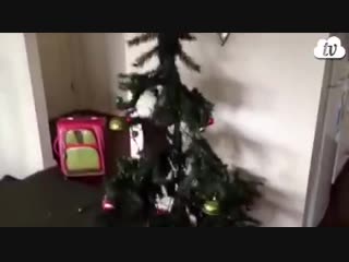 Кошки то же любят новый год