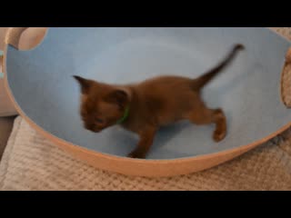 Secret pleasure dameron,часть 2