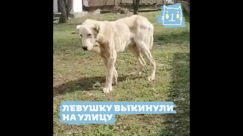 Алабая левушку довели до истощения и выкинули