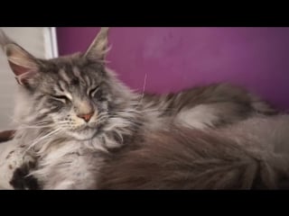 Beautiful big maine coon cat cute giant gentle cat breed