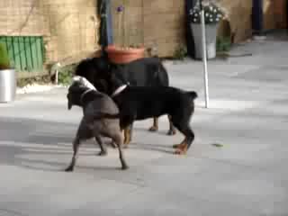 Rottweiler vs irishstaff tug of war