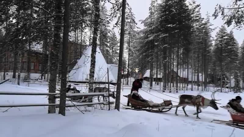 Олени санта клауса