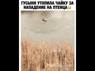 Гусыня утопила чайку за нападение на птенца