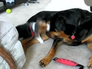 Rottweiler porn by beagle puppy