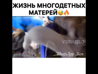 Жизнь многодетных матёрей