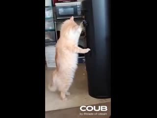 Smart cat drinks from water cooler (rammstein mutter and pr, mex мутный)