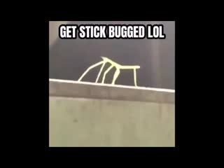 Get stick bugged