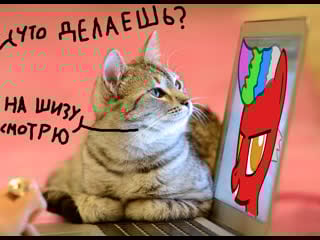 Смотрим мемчики с котиками и не только~~~