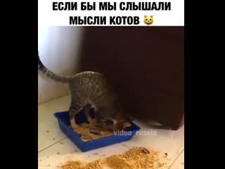 Вот так шерстяные о нас и думают 😂