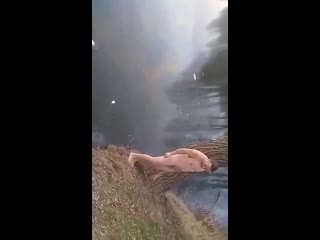 Сальто