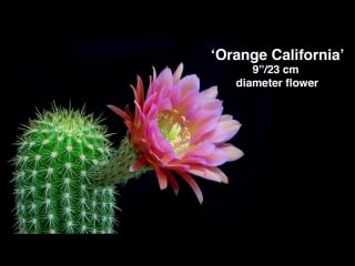 Freaky flowers echinopsis cacti in bloom