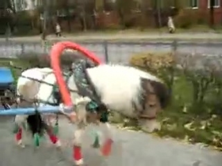 Решили покатать молодых на лошадке