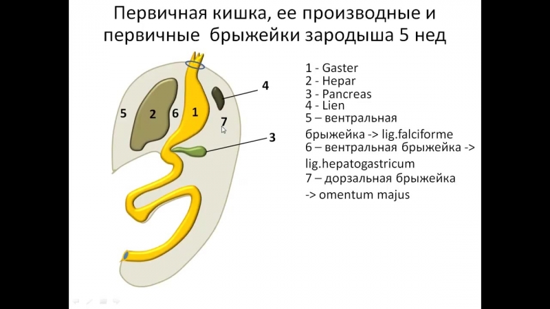 Полость первичной кишки зародыша. Первичная кишка зародыша. Образование первичной кишки. Развитие ЖКТ.