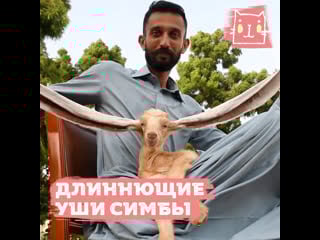 Козленок симба с огромными ушами