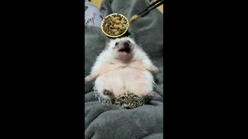 Я колючий ежик