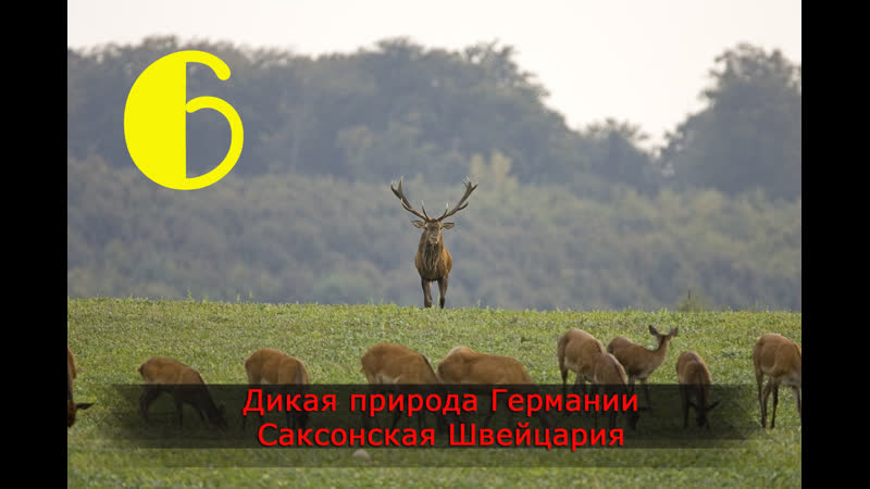 Дикая природа германии саксонская швейцария (2011)