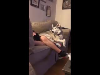 Stubborn husky throws tantrum when owner pets the cat
