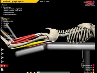 Tricep extensions leg curls core workout exercises muscle motion anatomy