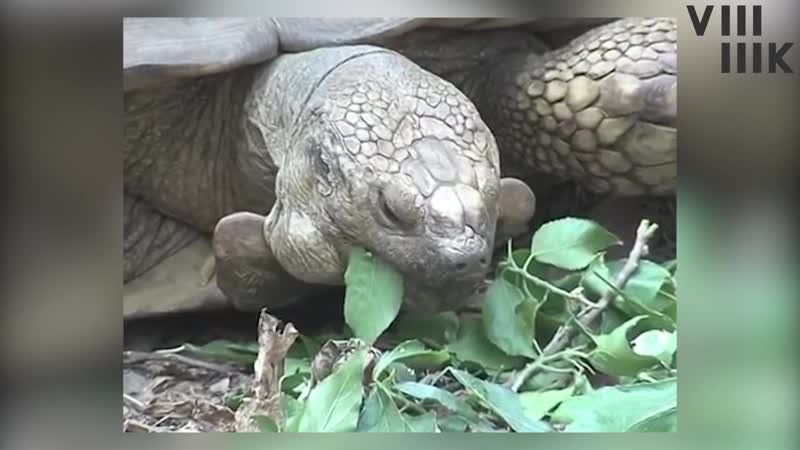 В нигерии молодые 344 летняя черепаха