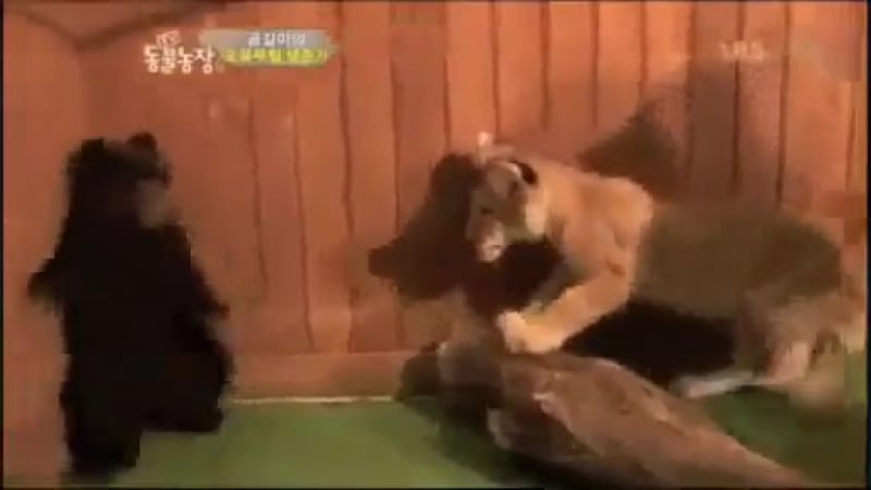 Медвежонок и львенок