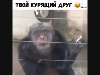 Курящий друг