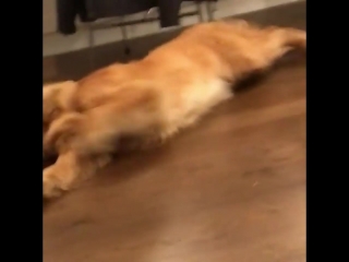 Sleepy zoomies