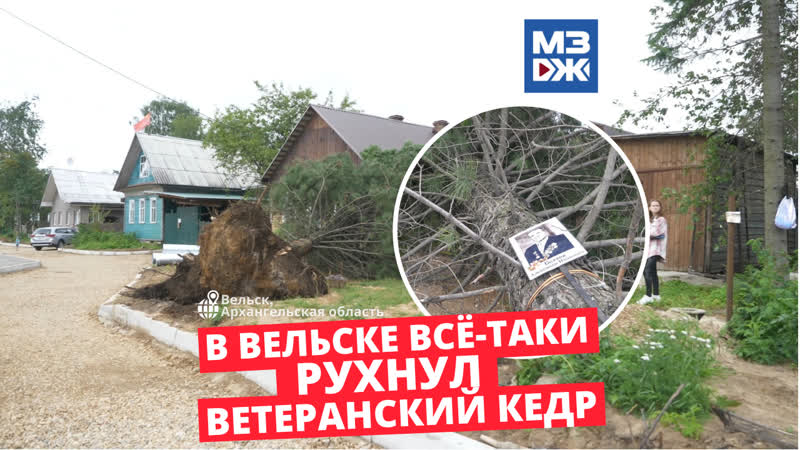 Мзж остаться без корней