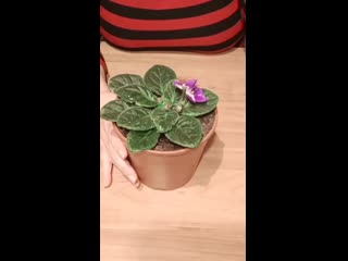 🌸☘️как заставить #фиалку зацвести шапочкой☘️🌸