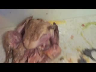 [howtobasic] how to stuff a turkey