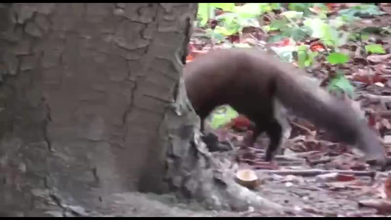 Куница в измайловском парке