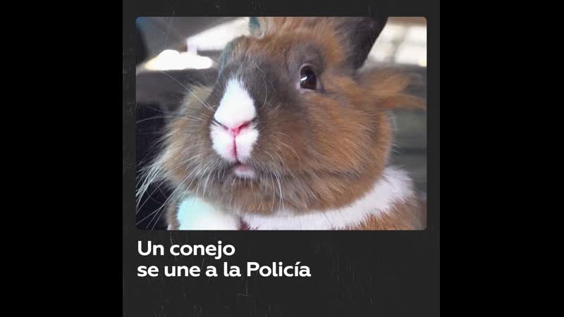 Percy, el conejito policía que ayuda a mantener la paz