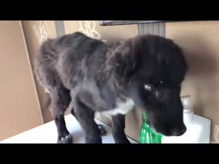 A man who usually feeds stray in iran came across a puppy with a broken jaw he took the pup to the vet and saw to it that he ha