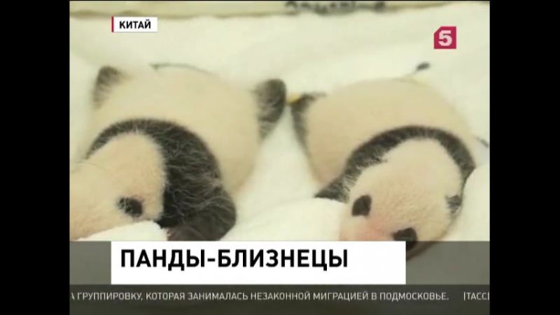 В китайском зоопарке посетителям показали панд близнецов