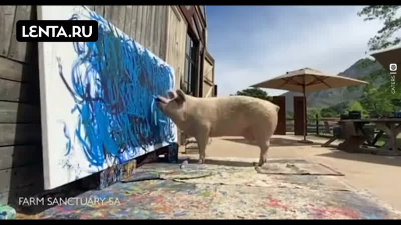 Картину спасённой от забоя свиньи продали за 26,5 тысячи долларов