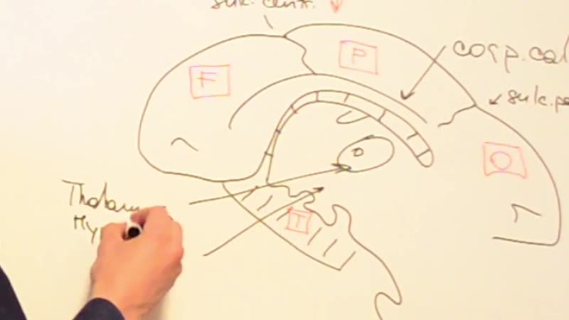 Умный медик [ум] и функции