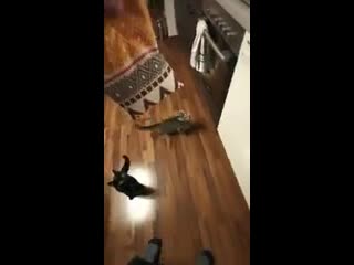 Exercising porn caution while placing the food dish