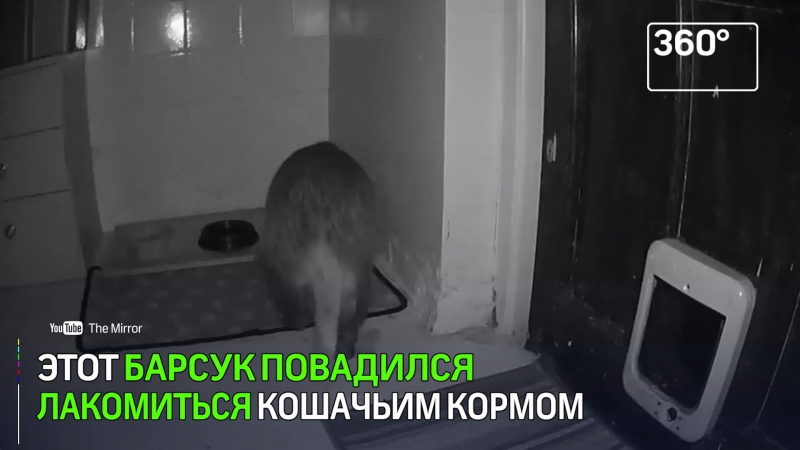 Кот прогнал барсука, воровавшего его еду