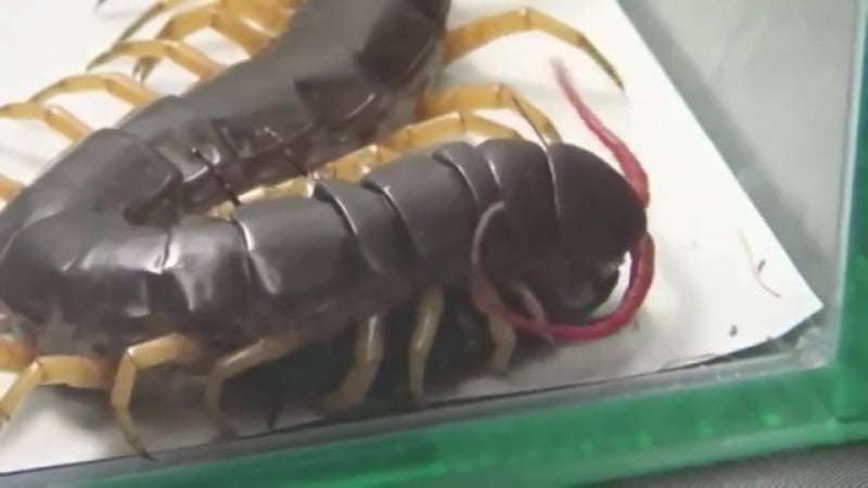 Гигантская сколопендра и таракан в одной коробке