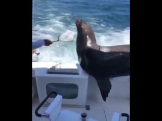 Fisherman *slaps top of seal* this bad boy can fit so much fucking fish in it