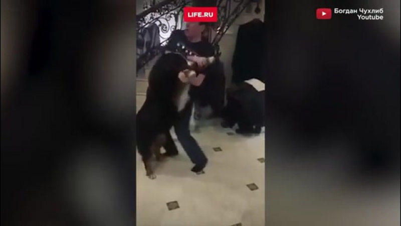 В интернете появилось видео, на котором генпрокурор украины юрий луценко танцует с бернской овчаркой закончился танец поцелуем