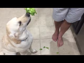 My dogs reaction to lettuce