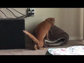 It’s hard to see, but his sister is in there, just minding her own business