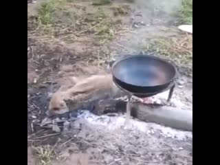 А вот и зверь на ловца бежит