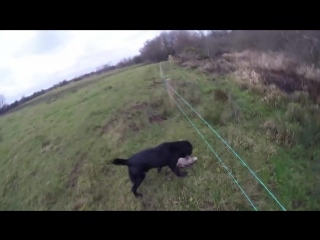 Woodcock hunting in ireland 2016 17