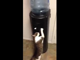 Cat drink from water cooler