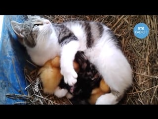 Amazing footage of a cat breastfeeding ducklings