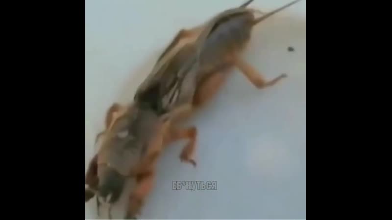Какой то полу рак полу хуй