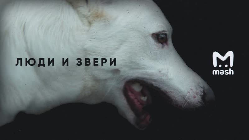Люди и звери | питерские доки
