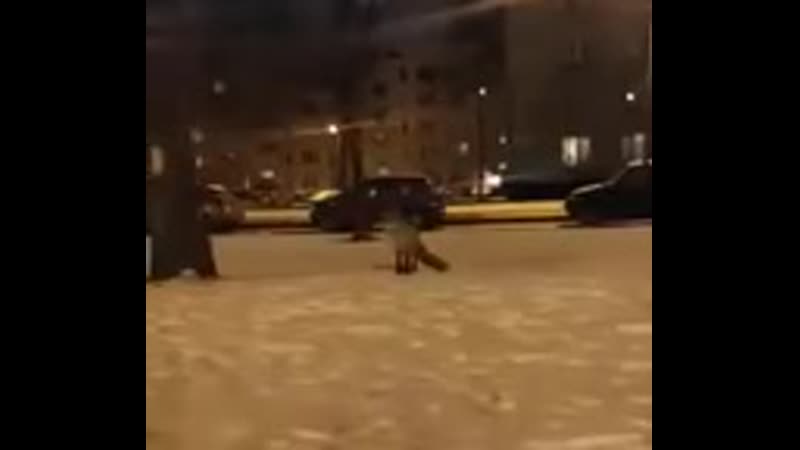 Лисы появились на улицах петербурга, из за сильных морозов молодые приходят в город в поисках пищи