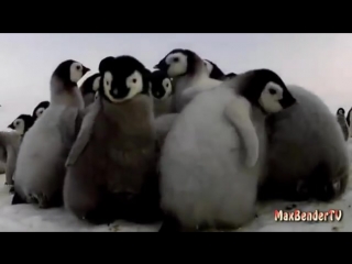 Pinguin part 1